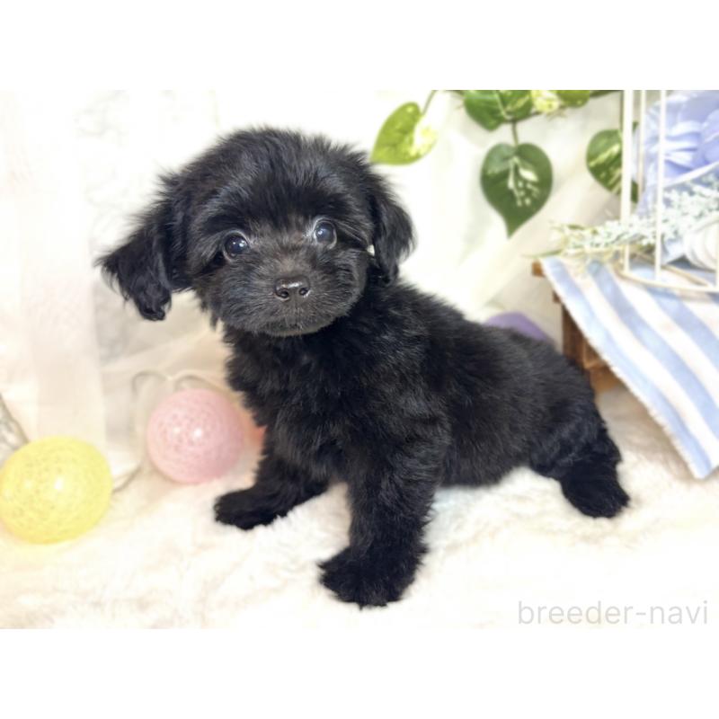 成約済の滋賀県のチワプー:チワワ×トイプードル-408994の2枚目